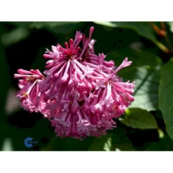 Preston Syren 'Miss Canada' Syringa Prestoniae 'Miss Canada' Potte 4,0 Liter,- 50-60 Cm. -GrønGlæde Salgsbutik mi16259 syringa miss canada f086