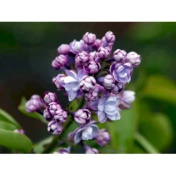 'Michel Büchner' Syringa Vul. 'Michel Büchner' (storblomstrende) Med Klump,- 150-175 Cm. -GrønGlæde Salgsbutik mi16316 syringa vulgaris michel buchner 180e