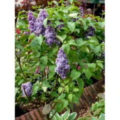 'Michel Büchner' Syringa Vul. 'Michel Büchner' (storblomstrende) Med Klump,- 150-175 Cm. -GrønGlæde Salgsbutik mi16316 syringa vulgaris michel buchner 2306