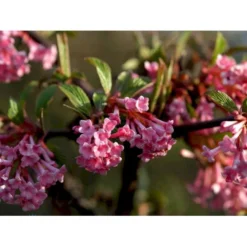 Kejserbusk Viburnum X Bodnantense 'Dawn' Med Klump,- 125-150 Cm.