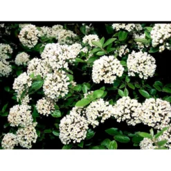 Duft-snebolle (vintergrøn) Viburnum X Burkwoodii Solitær Busk 150-175 Cm. Høj,- 100-150 Cm. Bred., Med Trådklump -GrønGlæde Salgsbutik mi16391 viburnum burkwoodii 373e