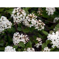 Duft-snebolle (vintergrøn) Viburnum X Burkwoodii Solitær Busk 150-175 Cm. Høj,- 100-150 Cm. Bred., Med Trådklump -GrønGlæde Salgsbutik mi16391 viburnum burkwoodii 64ff