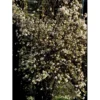 Kejserbusk Viburnum Farreri Med Klump,- 125-150 Cm.
