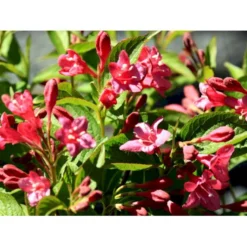 Klokkebusk 'Bristol Ruby' Weigela Hybrid 'Bristol Ruby' Potte 2,0 Liter,- 40-60 Cm. -GrønGlæde Salgsbutik mi16429 weigela bristol ruby d2cc