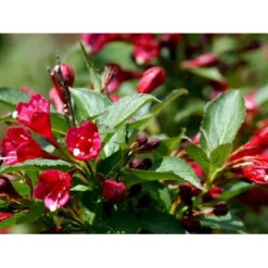 Klokkebusk 'Eva Rathke' Weigela Hybrid 'Eva Rathke' Med Klump,- 125-150 Cm. -GrønGlæde Salgsbutik mi16434 weigela eva rathke fd58