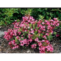 Klokkebusk 'Minuet' Weigela Hybrid 'Minuet' Potte 2,0 Liter,- 30-40 Cm. -GrønGlæde Salgsbutik mi16455 weigela minuet 241d