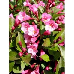 Klokkebusk 'Minuet' Weigela Hybrid 'Minuet' Potte 2,0 Liter,- 30-40 Cm. -GrønGlæde Salgsbutik mi16455 weigela minuet 8720