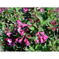 Klokkebusk 'Minuet' Weigela Hybrid 'Minuet' Potte 2,0 Liter,- 30-40 Cm. -GrønGlæde Salgsbutik mi16455 weigela minuet b61b