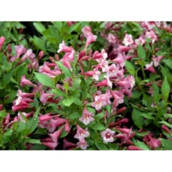 Klokkebusk 'Minuet' Weigela Hybrid 'Minuet' Potte 2,0 Liter,- 30-40 Cm. -GrønGlæde Salgsbutik mi16455 weigela minuet bd66