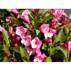 Klokkebusk 'Minuet' Weigela Hybrid 'Minuet' Potte 2,0 Liter,- 30-40 Cm. -GrønGlæde Salgsbutik mi16455 weigela minuet d8fd