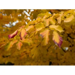 Papegøjebusk Parrotia Persica Med Klump,- 150-175 Cm. -GrønGlæde Salgsbutik mi1645 parrotia persica cb03