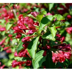 Klokkebusk 'Red Prince' Weigela Hybrid 'Red Prince' Potte 2,0 Liter,- 40-60 Cm. -GrønGlæde Salgsbutik mi16466 weigela red prince 31b7