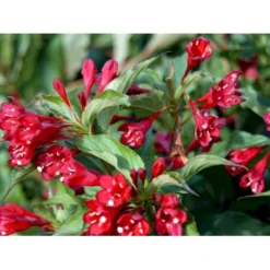 Klokkebusk 'Red Prince' Weigela Hybrid 'Red Prince' Potte 2,0 Liter,- 40-60 Cm. -GrønGlæde Salgsbutik mi16466 weigela red prince 7dbb