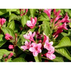 Klokkebusk 'Styriaca' Weigela Hybrid 'Styriaca' Potte 6,5 Liter 60-80 Cm. -GrønGlæde Salgsbutik mi16470 weigela styriaca 97f2