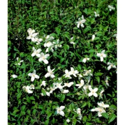 Uægte Jasmin 'Silberregen' Philadelphus Purpureomacu 'Silberregen' 3,5 Liter Potte -GrønGlæde Salgsbutik mi1657 philadelphus purpureomacu silberregen 9557