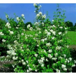 Uægte Jasmin 'Virginalis' Philadelphus 'Virginalis' Med Klump,- 150-175 Cm. -GrønGlæde Salgsbutik mi1658 philadelphus virginalis cf29