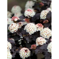 Blærespiræa 'Diabolo' Physocarphus Op. 'Diabolo' Solitær Busk 150-200 Cm. - Med Klump -GrønGlæde Salgsbutik mi1688 physocarpus opulifolius diabolo r 0c5e