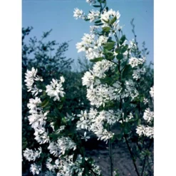 Allegheny Bærmispel 'Ballerina' Amelanchier Laevis 'Ballerina' Heister 175-200 Cm. Med Potte