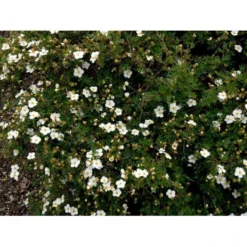 Buskpotentil 'Abbotswood' Potentilla Fruticosa 'Abbotswood' Potte 2,0 Liter,- 25-30 Cm. -GrønGlæde Salgsbutik mi1897 potentilla fruticosa abbotswood 3fa2