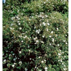 Buskpotentil 'Abbotswood' Potentilla Fruticosa 'Abbotswood' Potte 2,0 Liter,- 25-30 Cm. -GrønGlæde Salgsbutik mi1897 potentilla fruticosa abbotswood 8756