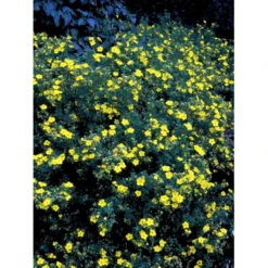 Buskpotentil 'Goldfinger' Potentilla Fruticosa 'Goldfinger' Potte 2,0 Liter,- 25-30 Cm. -GrønGlæde Salgsbutik mi1899 potentilla fruticosa goldfinger 1622