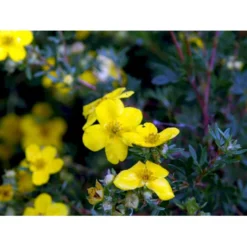 Buskpotentil 'Goldfinger' Potentilla Fruticosa 'Goldfinger' Potte 2,0 Liter,- 25-30 Cm. -GrønGlæde Salgsbutik mi1899 potentilla fruticosa goldfinger 5e47