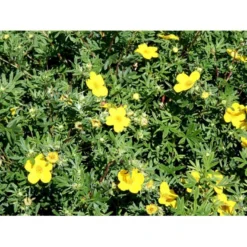 Buskpotentil 'Goldfinger' Potentilla Fruticosa 'Goldfinger' Potte 2,0 Liter,- 25-30 Cm. -GrønGlæde Salgsbutik mi1899 potentilla fruticosa goldfinger 6234