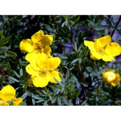 Buskpotentil 'Goldfinger' Potentilla Fruticosa 'Goldfinger' Potte 2,0 Liter,- 25-30 Cm. -GrønGlæde Salgsbutik mi1899 potentilla fruticosa goldfinger a3d7