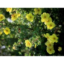 Buskpotentil 'Kobold' Potentilla Fruticosa 'Kobold' Potte 2,0 Liter,- 25-30 Cm. -GrønGlæde Salgsbutik mi1901 potentilla fruticosa kobold 7e87