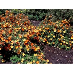 Buskpotentil 'Red Ace' Potentilla Fruticosa 'Red Ace' Potte 2,0 Liter,- 25-30 Cm. -GrønGlæde Salgsbutik mi1906 potentilla fruticosa red ace n 015e