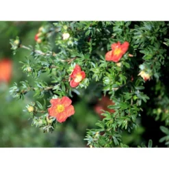 Buskpotentil 'Red Ace' Potentilla Fruticosa 'Red Ace' Potte 2,0 Liter,- 25-30 Cm. -GrønGlæde Salgsbutik mi1906 potentilla fruticosa red ace n 0ea0