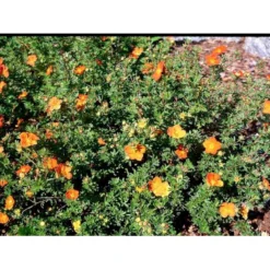 Buskpotentil 'Red Ace' Potentilla Fruticosa 'Red Ace' Potte 2,0 Liter,- 25-30 Cm. -GrønGlæde Salgsbutik mi1906 potentilla fruticosa red ace n c216