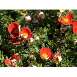 Buskpotentil 'Red Robin' Potentilla Fruticosa 'Red Robin' 3,5 Liter Potte -GrønGlæde Salgsbutik mi1907 potentilla fruticosa red robin 6983