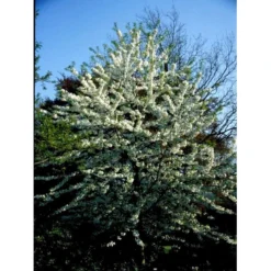 Fuglekirsebær Prunus Avium Stammehøjde Ca. 180-200. + Krone,- Omkreds 14-16cm. Med Klump. -GrønGlæde Salgsbutik mi1970 prunus avium 619a