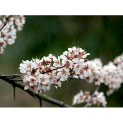 Storfrugtet Blodblomme 'Trailblazer' Prunus Cerasifera 'Trailblazer' Solitær Busk 150-200 Cm. - Med Klump -GrønGlæde Salgsbutik mi1996 prunus trailblazer efa2