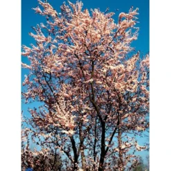 Blodblomme Prunus Cerasifera 'Nigra' Opstammet 160 Cm.- 15 Liter Potte -GrønGlæde Salgsbutik mi1998 prunus cerasifera nigra 5340 1