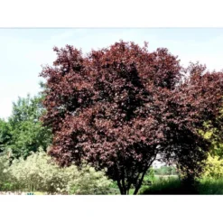 Blodblomme Prunus Cer. 'Nigra' Opstammet 90 Cm. 7,5 Liter Potte -GrønGlæde Salgsbutik mi1998 prunus cerasifera nigra 6b90