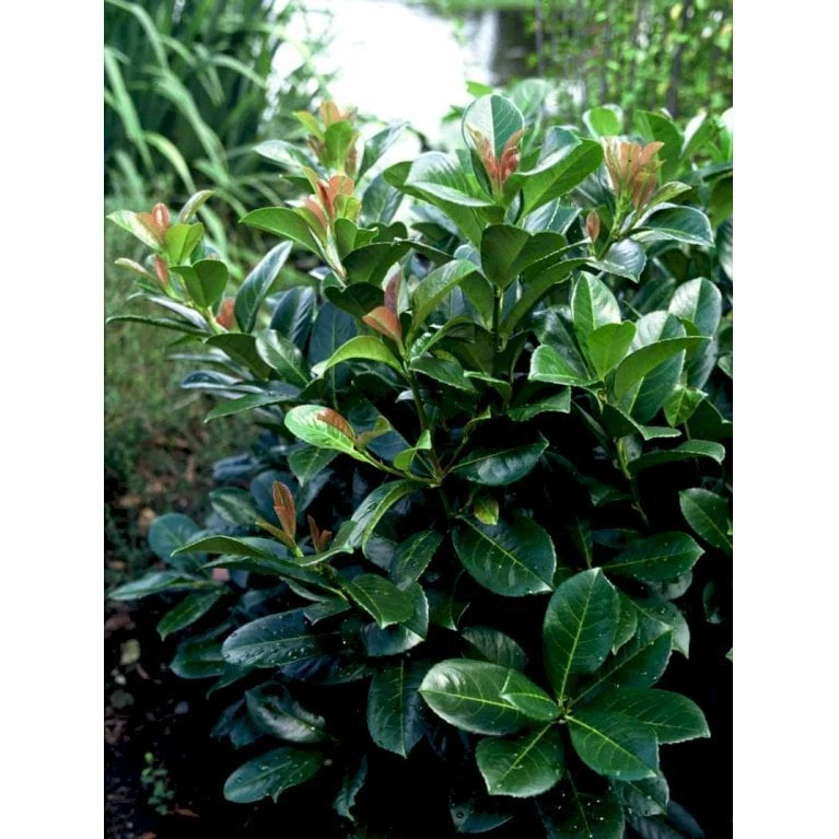 Kirsebærlaurbær 'Etna' Prunus Laurocerasus 'Etna' Potte 10 Liter,- 60-80 Cm. 5 Kirsebærlaurbær 'Etna' Prunus Laurocerasus 'Etna' Potte 10 Liter,- 60-80 Cm. - Billede 5