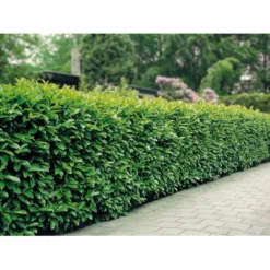 Kirsebærlaurbær 'Etna' Prunus Laurocerasus 'Etna' Potte 5,0 Liter,- 80-100 Cm. -GrønGlæde Salgsbutik mi2004 prunus laurocerasus etna cdcb 1