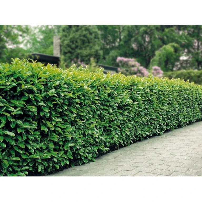 Kirsebærlaurbær 'Etna' Prunus Laurocerasus 'Etna' Potte 10 Liter,- 60-80 Cm. 6 Kirsebærlaurbær 'Etna' Prunus Laurocerasus 'Etna' Potte 10 Liter,- 60-80 Cm. - Billede 6