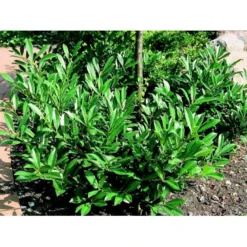 Kirsebærlaurbær 'Prufon' Prunus Laurocerasus 'Prufon' Med Klump,- 50-60 Cm. -GrønGlæde Salgsbutik mi2006 prunus laurocerasus prufon de6d