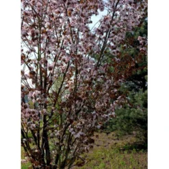 Sakhalinkirsebær Prunus Sargentii Solitær Busk 150-200 Cm. - Med Klump -GrønGlæde Salgsbutik mi2021 prunus sargentii 93cc