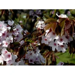 Sakhalinkirsebær Prunus Sargentii Solitær Busk 150-200 Cm. - Med Klump -GrønGlæde Salgsbutik mi2021 prunus sargentii c966