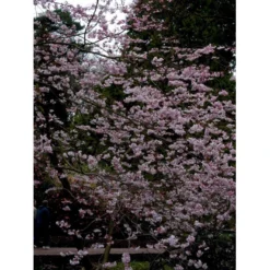 Prydkirsebær 'Accolade' Prunus 'Accolade' Opstammet 180 Cm. Med Potte -GrønGlæde Salgsbutik mi2024 prunus subhirtella accolade 0a88