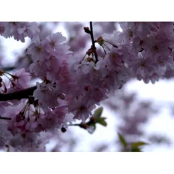 Prydkirsebær 'Accolade' Prunus 'Accolade' Opstammet 180 Cm. Med Potte -GrønGlæde Salgsbutik mi2024 prunus subhirtella accolade 7e1a