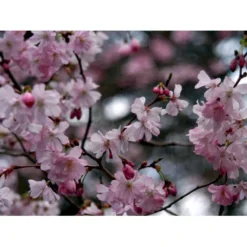 Prydkirsebær 'Accolade' Prunus 'Accolade' Opstammet 180 Cm. Med Potte -GrønGlæde Salgsbutik mi2024 prunus subhirtella accolade d6f3