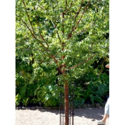 Tibetansk Og Kuglekirsebær Prunus Serrula Frt. 'Globosa' Opstammet,- Potte 15 Liter,- 200 Cm. Stamme -GrønGlæde Salgsbutik mi2026 prunus serrula 4a17 1