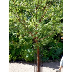 Tibetansk Kirsebær Prunus Serrula Med Klump,- 125-150 Cm. -GrønGlæde Salgsbutik mi2026 prunus serrula 4a17