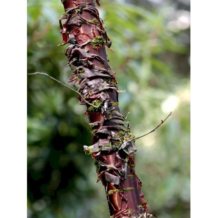 Tibetansk Og Kuglekirsebær Prunus Serrula Frt. 'Globosa' Opstammet,- Potte 15 Liter,- 200 Cm. Stamme