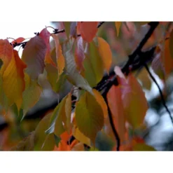 Tibetansk Kirsebær Prunus Serrula Med Klump,- 125-150 Cm. -GrønGlæde Salgsbutik mi2026 prunus serrula d0e3